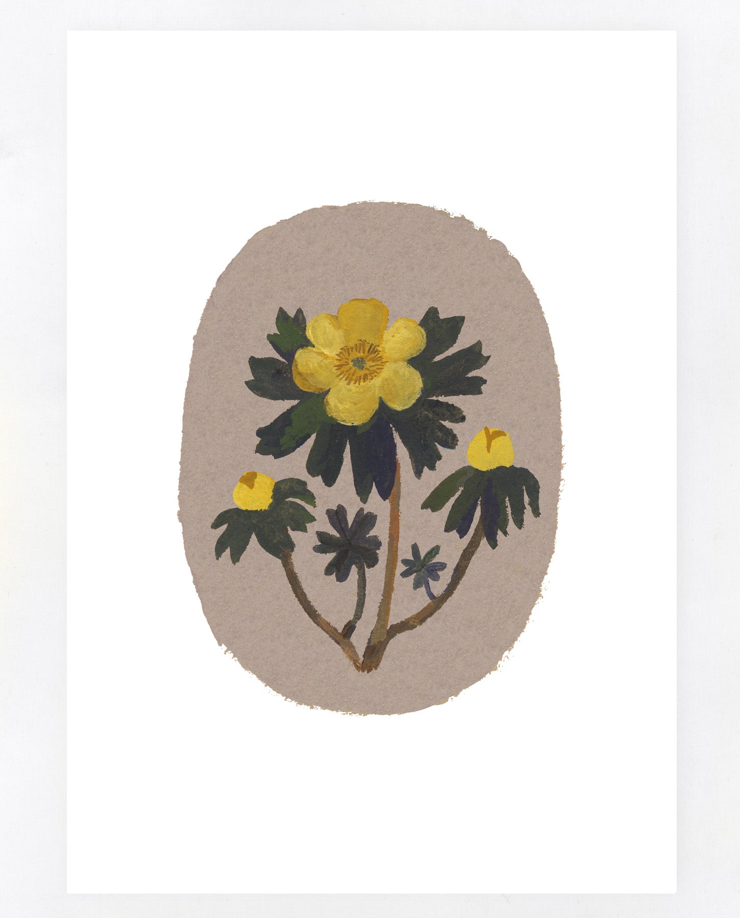 Winter Aconite A5 print