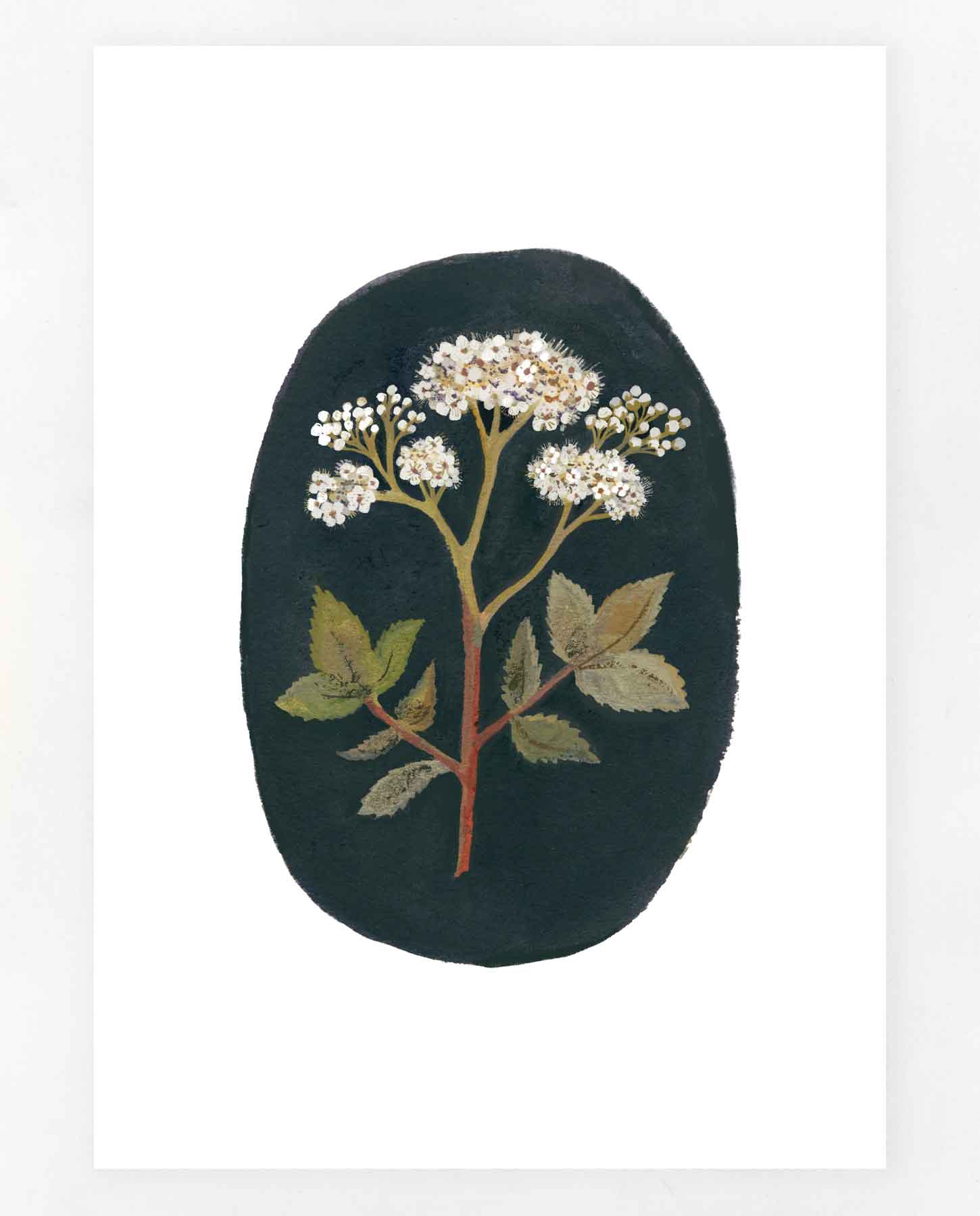 Meadowsweet Print